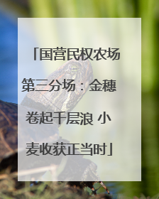 国营民权农场第三分场：金穗卷起千层浪 小麦收获正当时